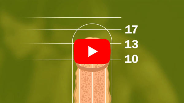 Ein größerer Penis in Umfang und Länge